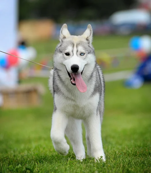 Husky — Stock Fotó