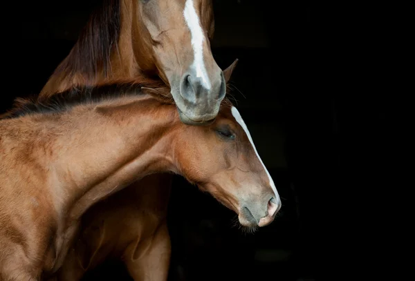 Égua e potro — Fotografia de Stock