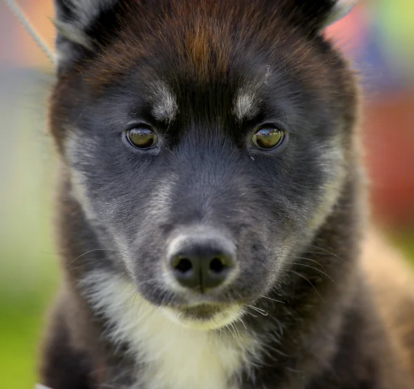 Husky puppy — Stock Photo, Image