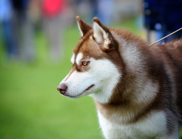 Husky — Stock fotografie