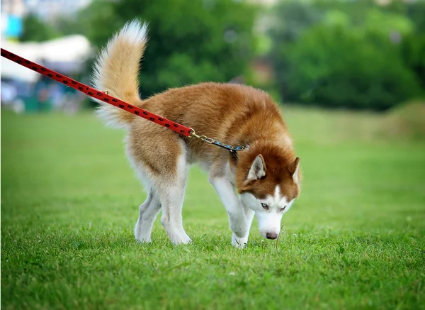 Husky chůze — Stock fotografie