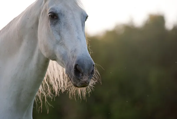 White horse — Stock Photo, Image