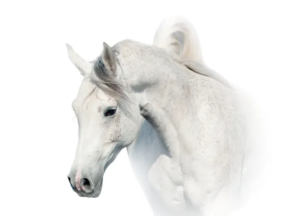 White arabian horse — Stock Photo, Image