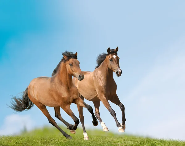 Cavalos jovens — Fotografia de Stock