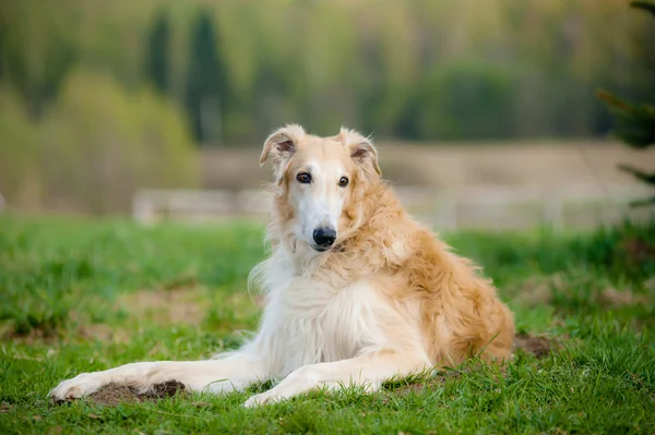 Cão-borzoi russo — Fotografia de Stock