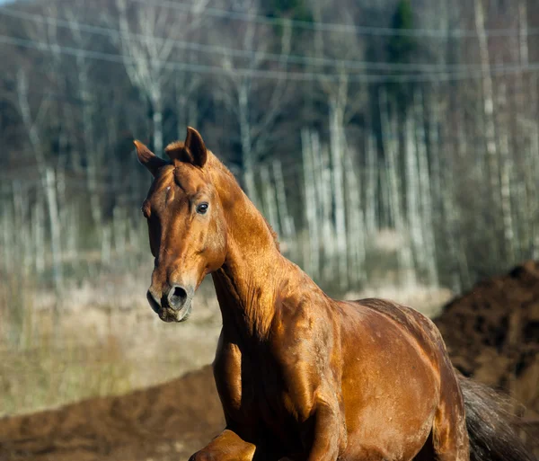 Hästkastanj — Stockfoto