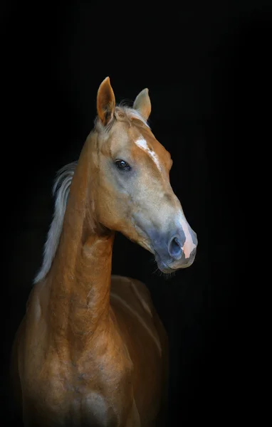 Potro palomino dourado — Fotografia de Stock