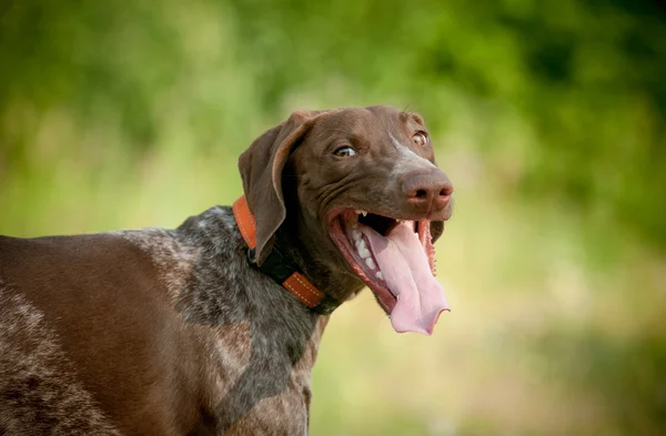 Hond glimlacht — Stockfoto