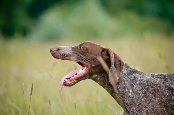 Rövid hajú pointer — Stock Fotó