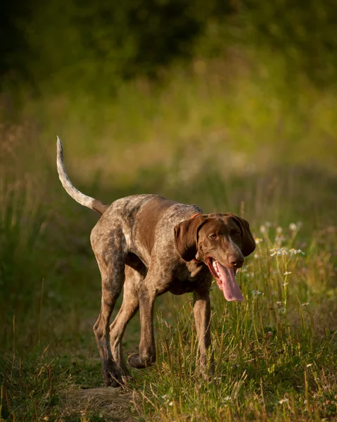 Korthaar aanwijzer — Stockfoto