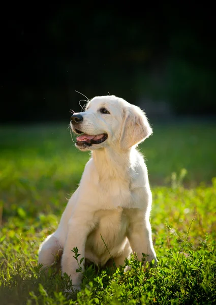 Golden retriever puppy — Stockfoto