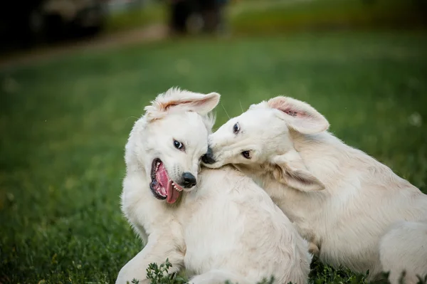 Golden retriever cachorros jogando — Fotografia de Stock