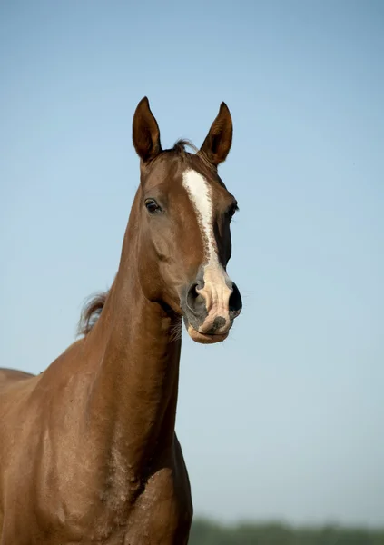 Reinrassiges Pferd — Stockfoto