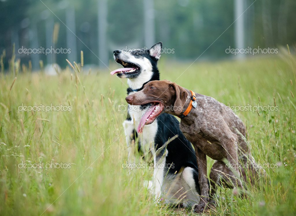 Young Short Haired German Pointer And Siberian Husky Stock Photo