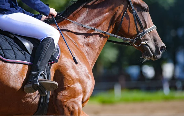 Jinete Una Bahía Caballo Deportivo Cerca Corriendo Galope — Foto de Stock