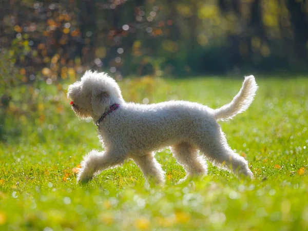 Lagotto Romagnolo Pies Świetle Kontrolnym Działa — Zdjęcie stockowe