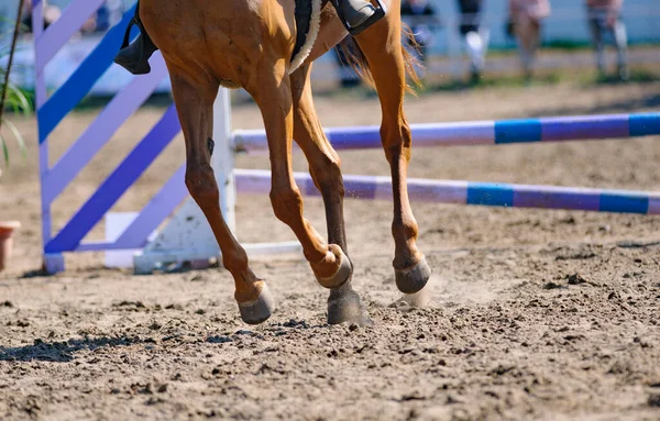 Rider Horse Show Jumping Field — Stock Photo, Image