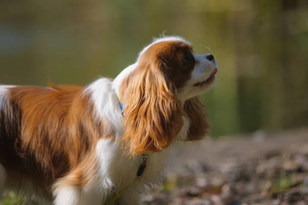 Bonito Cavaleiro Rei Charles Spaniel Cão Perto Água — Fotografia de Stock