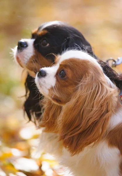 Καβαλιέ Βασιλιά Charles Spaniel Σκυλιά Αγόρι Και Κορίτσι — Φωτογραφία Αρχείου