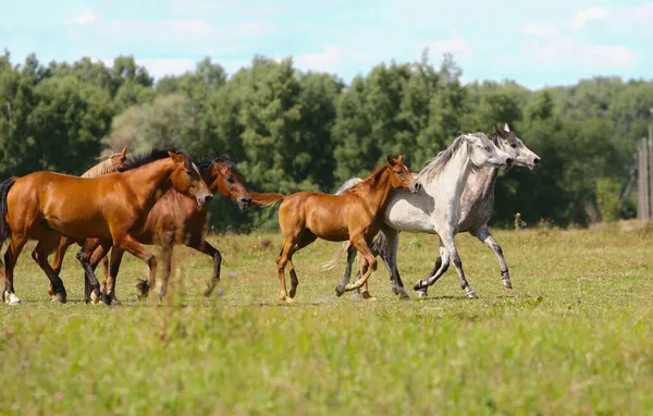 フィールドで一緒に実行しているアラビアの馬の群れ — ストック写真
