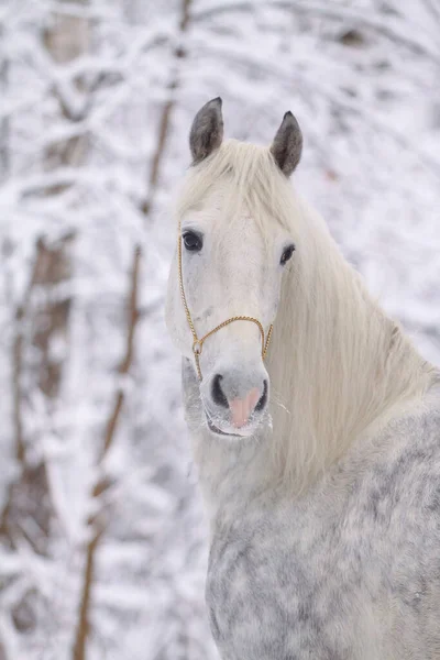 冬の森の中で美しいダップルグレーOrrovトロッターの肖像画 — ストック写真