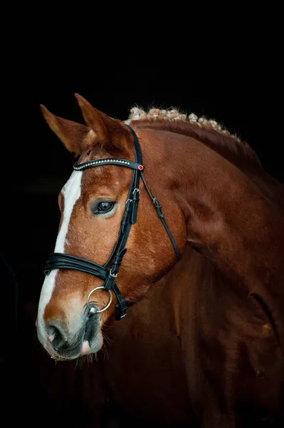 Retrato Cavalo Esportivo Sobre Fundo Preto — Fotografia de Stock