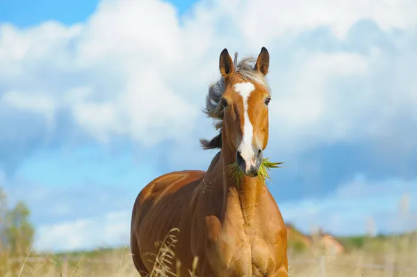 Palomino Häst Fältet Sommaren Solig Dag — Stockfoto