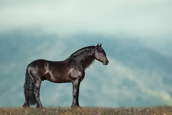 Bel Étalon Frisien Montagne Heure Été — Photo