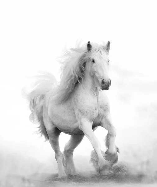 Snow Shite Shire Horse Running Forward Monochromatic Image Royalty Free Stock Images