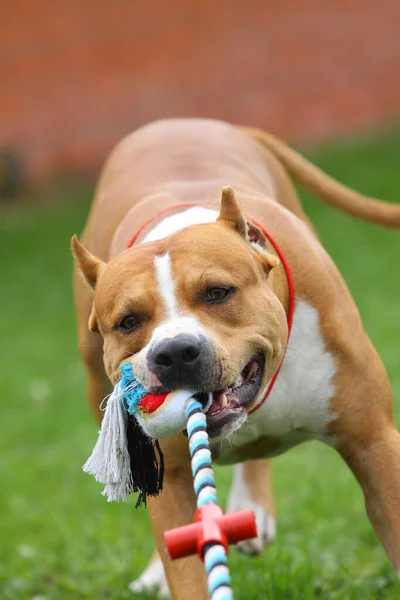 Belle Américaine Staffordshire Terrier Tirant Jouet Souriant — Photo