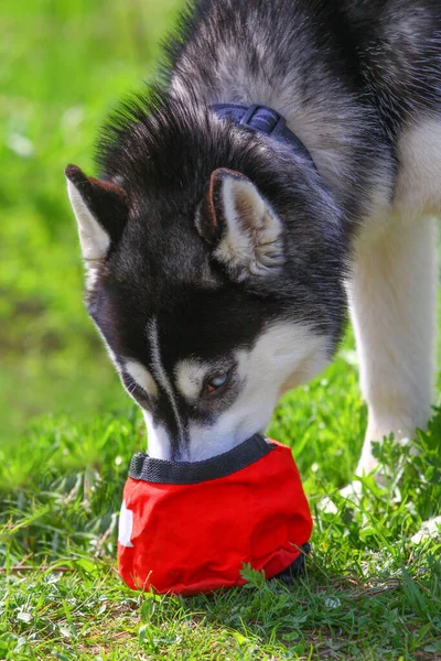 Έννοια Νέοι Σιβεριανή Husky Πίνει Νερό Από Ταξίδια Μπολ Σκυλί — Φωτογραφία Αρχείου