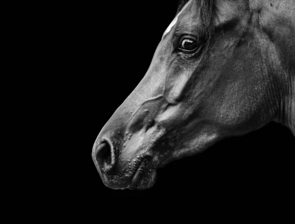 Vackert Arabiskt Hästporträtt Svart Med Ängslig Kameran — Stockfoto