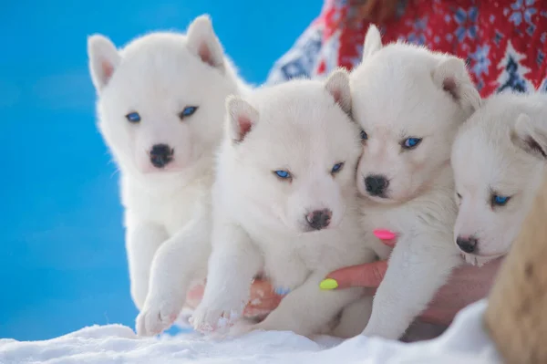 Lindos Cachorros Husky Siberianos Blancos Manos Humanas Sobre Azul Fotos De Stock