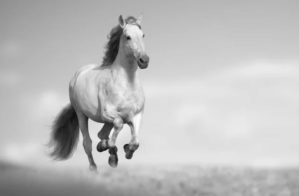 美しいアナルシアの馬は フィールドで速く実行されます 背景には草や空を背景に白馬が走っている 自然の中で野生の実行している馬のギャロップ モノクローム画像 — ストック写真
