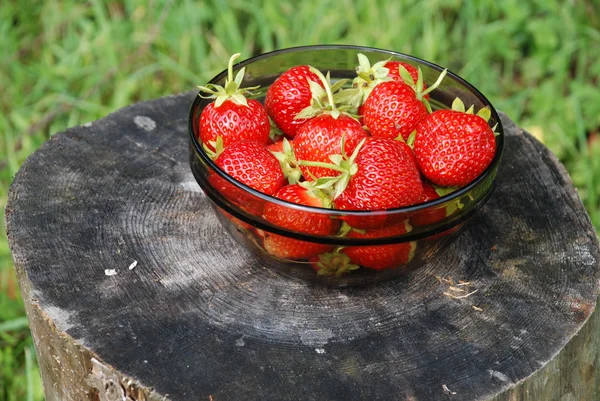 Strawberry harvest — Stock Photo, Image