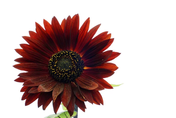 Dekorative rote Sonnenblume isoliert auf weiß — Stockfoto