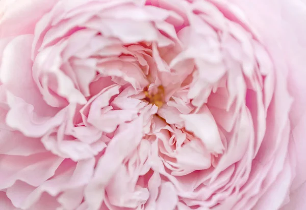 Rosa rosa macro primer plano, poca profundidad de campo — Foto de Stock