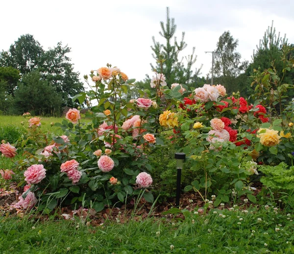 Anglické růže v zahradě — Stock fotografie