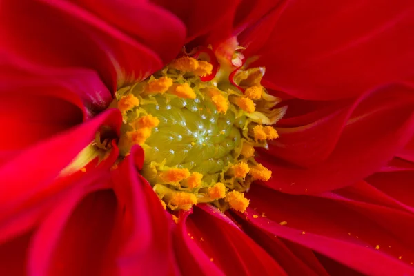 Red center of pink beautiful dahlia flower showing fibonacci pattern — Stock Photo, Image