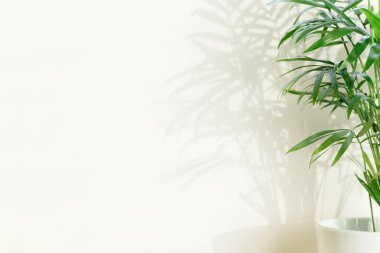 Beyaz arka planda ve parlak gölgelerde tropikal palmiye yaprakları.