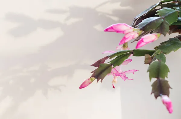 Fioritura rosa Natale Cactus schlumbergera su sfondo bianco con ombre dure. Epifillanthus, Epiphyllum, Zygocactus, — Foto Stock
