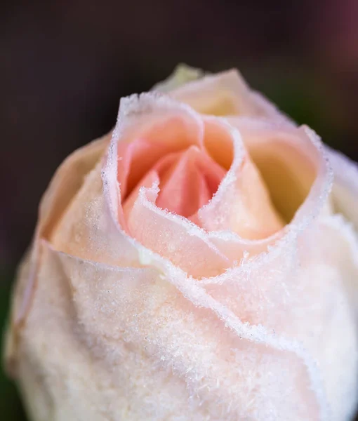 繊細な淡いピンクのバラの芽を閉じる — ストック写真
