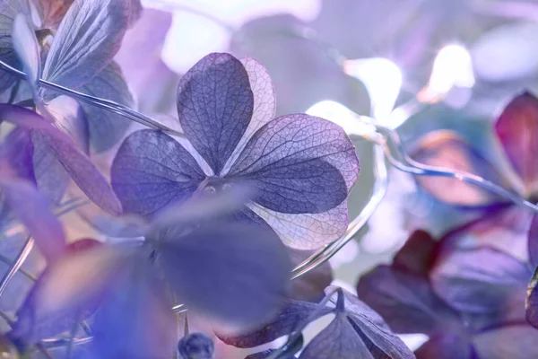 Soyut arkaplan, 2022 yılının renklerine uygun mor çiçekler.