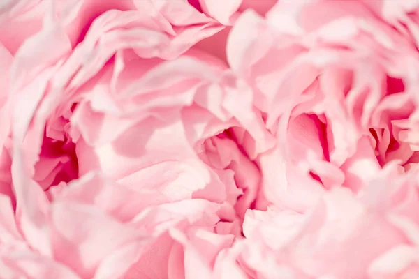 ピンボケのないバラの花びら、抽象的なロマンスの背景、パステルと柔らかい花のカード — ストック写真