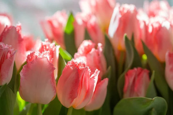 Bouquet primaverile. bellissimo grande bouquet di tulipani rosa, giornata di sole — Foto Stock