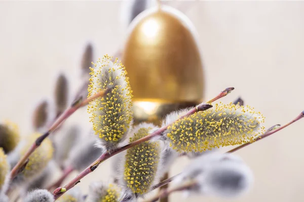 Expanded buds on pussy willow against white background — Stock fotografie