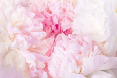 Romantik pankart, narin beyaz şakayık çiçekleri. Güzel kokulu pembe yapraklar.