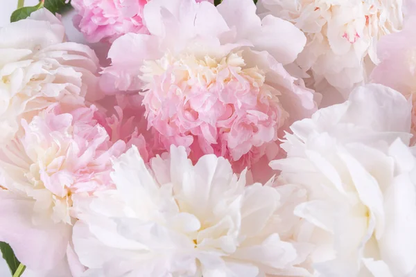 Romantyczny sztandar, delikatne białe piwonie z bliska. Pachnące różowe płatki — Zdjęcie stockowe