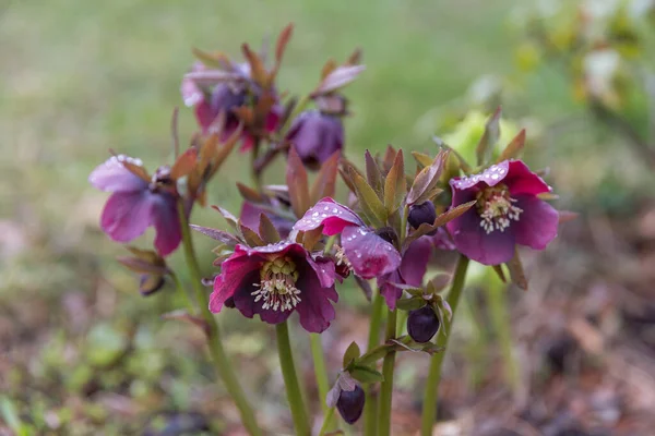 Blooming flowers hellebore in a sunny day, also known as Christmas or Lenten rose. Helleborus Double Ellen Purple. — Stock Photo, Image