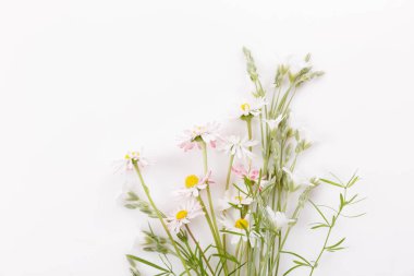 Renkli papatya çiçekleri, yeşil yapraklar, beyaz arka planda bitkiler. Düz yatış, üst görünüm.